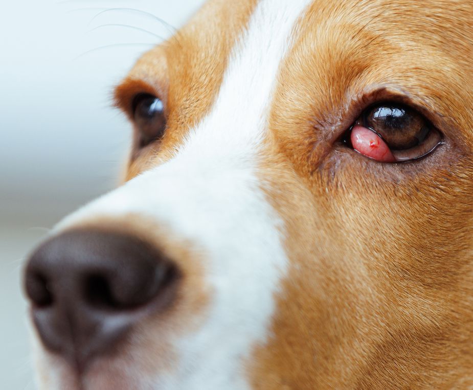 Cherry Eye and Dermoids